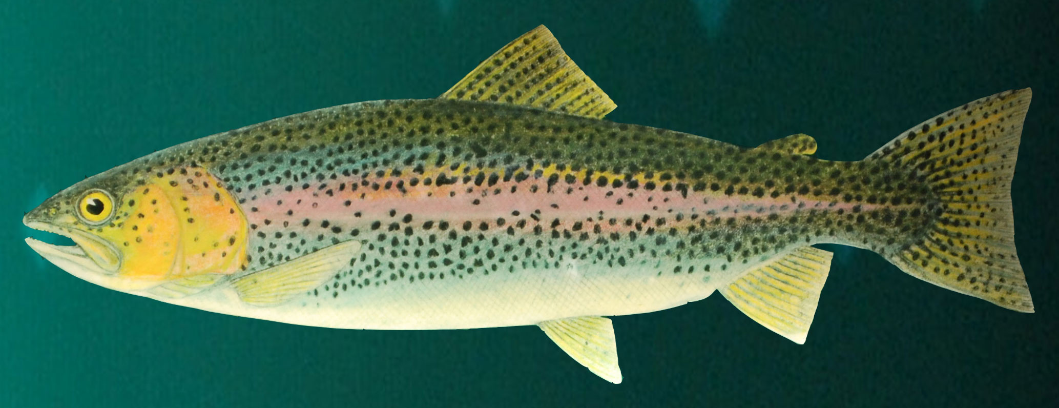 La trucha arcoiris (Oncorhynchus mykiss), de gran interés comercial, fue la especie utilizada en la investigación.