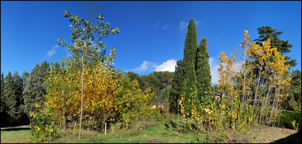 En el Arboreto existe una parcela con cultivos de dos clones de chopo: Populus x euroamericana  I-214 y Viriato (procedentes del Vivero Forestal de la Consejería de Medio Ambiente de la Junta de Castilla y León en Cabrerizos, Salamanca / cultivos en la provincia de Valladolid). Además, hay dos clones de paulownia: Paulownia tomentosa y Paulownia elongata x  fortunei (donaciones de la empresa Cotevisa). Foto: M. Inés Izquierdo