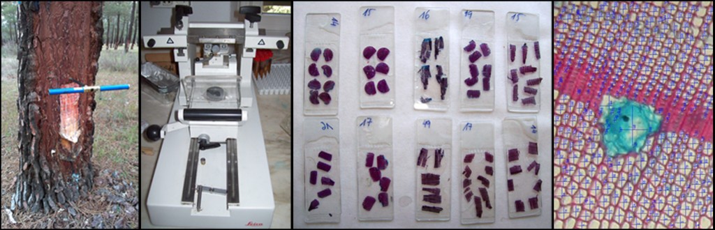 Las muestras recogidas en campo se cortan con un microtomo de deslizamiento en láminas de unas 30 micras y se tiñen para su posterior observación al microscopio y mediciones con un programa de análisis de imagen. En las fotos: barrenado para la extracción de muestras del tejido, microtomo, muestras preparadas para su observación al microscopio, y medición de canales resiníferos y traqueidas. Imagen: Aida  Rodríguez