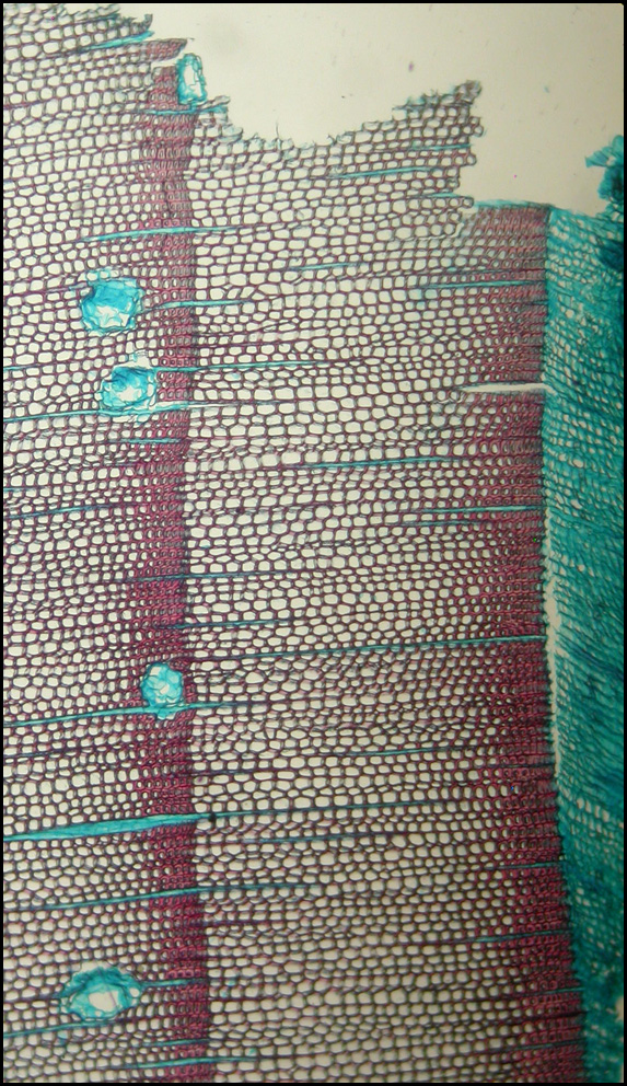 Los pinos, más concretamente el pino resinero (Pinus pinaster), presentan un desarrollado sistema de canales resiníferos conectados entre sí, que almacena y sintetiza resina a través de distintas estructuras.  En la imagen, corte  transversal en el que se aprecian los anillos de crecimiento. En rojo, traqueidas, tejido lignificado del xilema. En azul, células vivas; floema, parénquima y células epiteliales de canales resiníferos. Imagen: Aida  Rodríguez