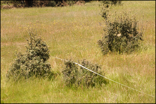 En las dehesas españolas estudiadas, se observó que los daños por bovino fueron intensos comparado a los del ovino y la fauna silvestre. La existencia de matorral protegía a las plántulas frente a daños intensivos y aumentaba así la supervivencia y las densidades resultantes. 