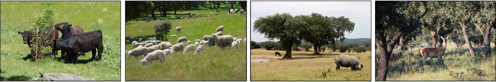 Los sistemas silvopastorales mantienen una productividad alta: ganado bovino, ovino, porcino o fauna cinegética aprovechan sus recursos. Sin embargo, una gestión inadecuada, compromete su regeneración. Fotos: Aida López-Sánchez, Ramón Perea, Alicia López.