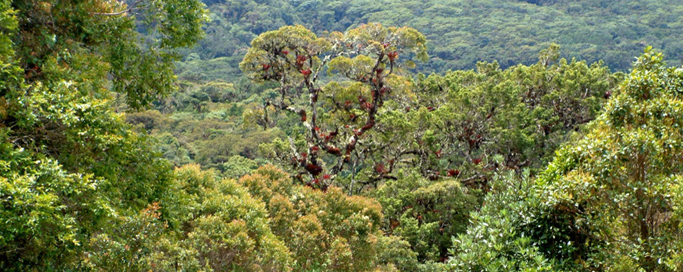 Bosque nuboso