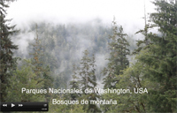 Bosques Washington