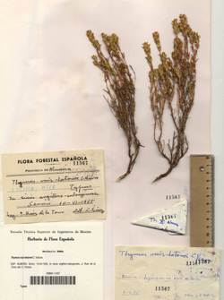 Pliego de Thymus ruiz-latorrei C Vicioso