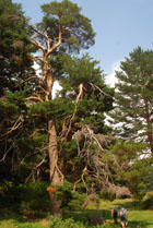 Westernmost pinewoods in Iberia
