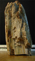 Dendrolito de Galera