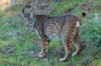 lince_Florín